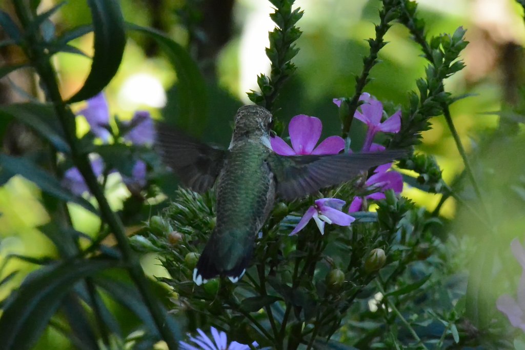 Hummingbird, Ruby-throated, 2013-09207566 New York, NY.JPG - Ruby-throated Hummingbird. New York City, NY, 9-20-2013